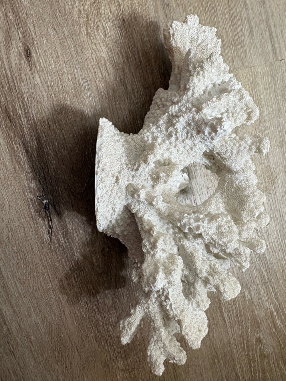 Natural White Coral Decorative Accent - Picture 3 of 4